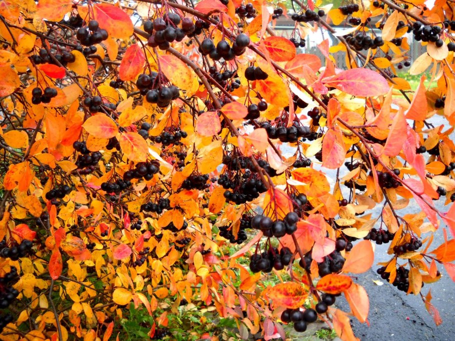 Крыжовник куст