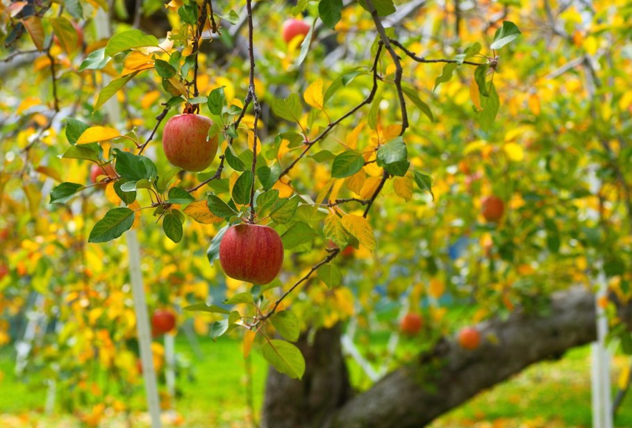 Посадка деревьев и кустарников