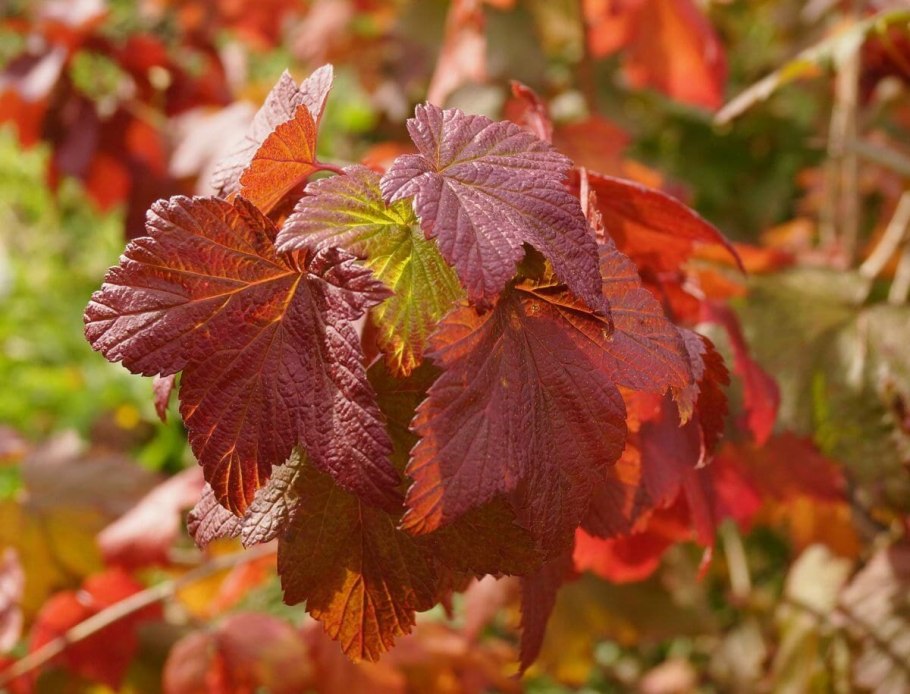 Калина обыкновенная красный коралл