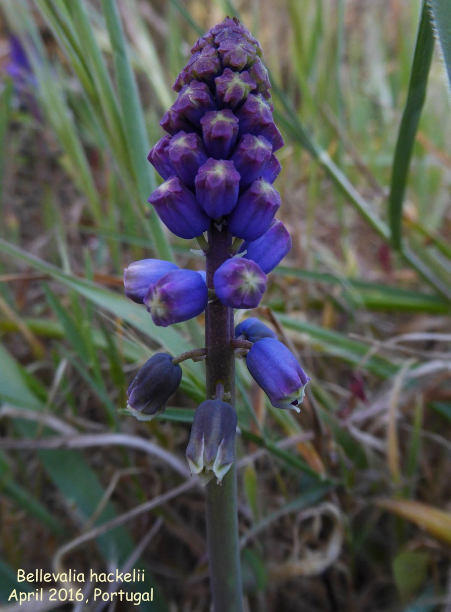 Беллевалия Сарматская