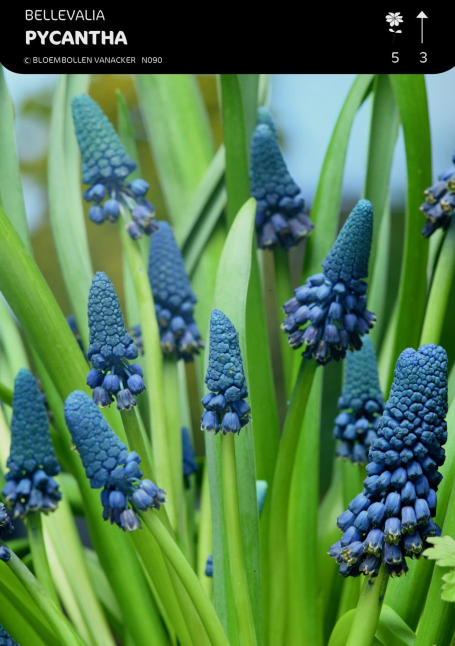 Бельвалия Липского (Bellevalia lipskyi)