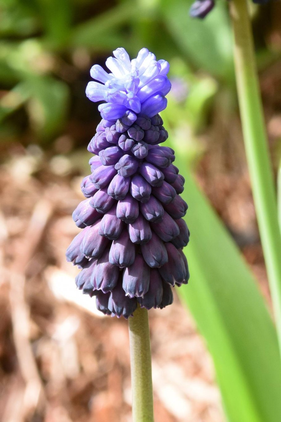 Бельвалия густоцветковая