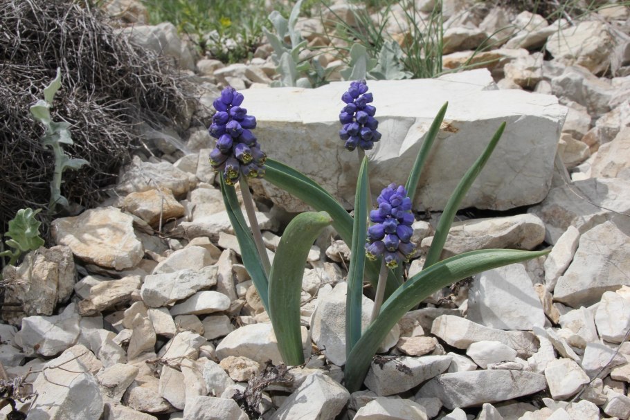 Бельвалия великолепная