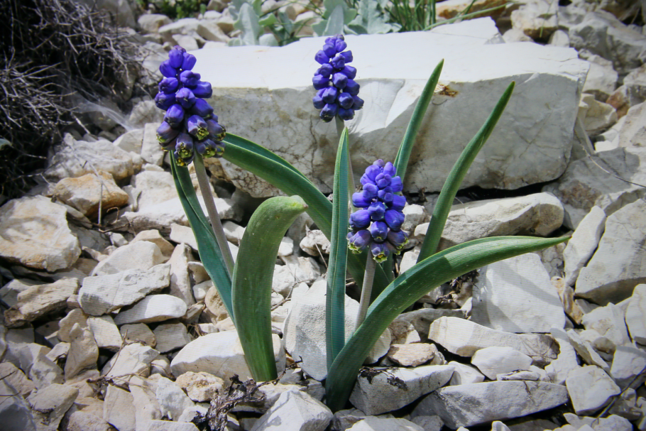 Беллевалия Сарматская