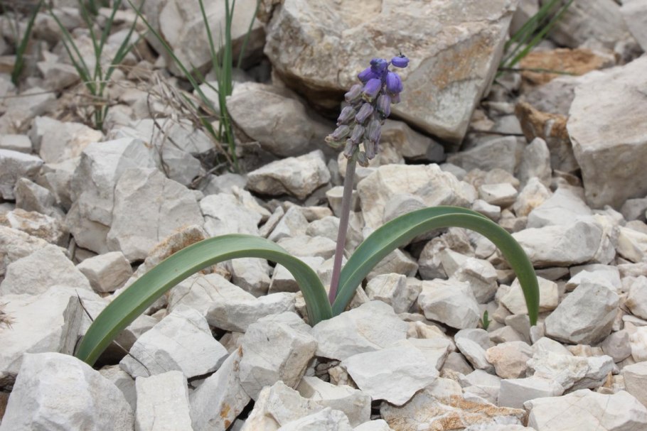 Беллевалия Сарматская