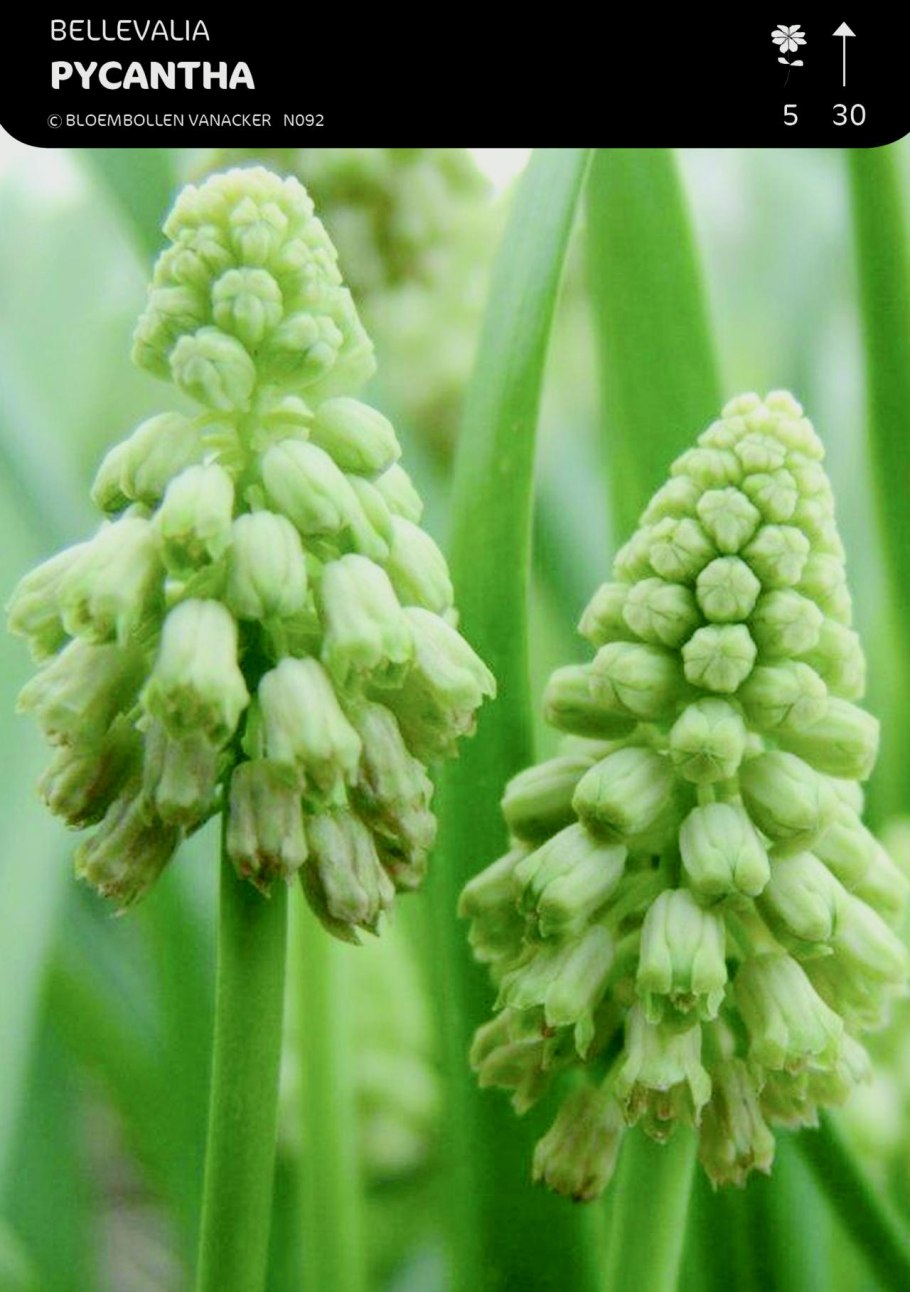 Бельвалия Сарматская