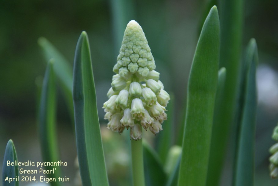Гадючий лук широколистный