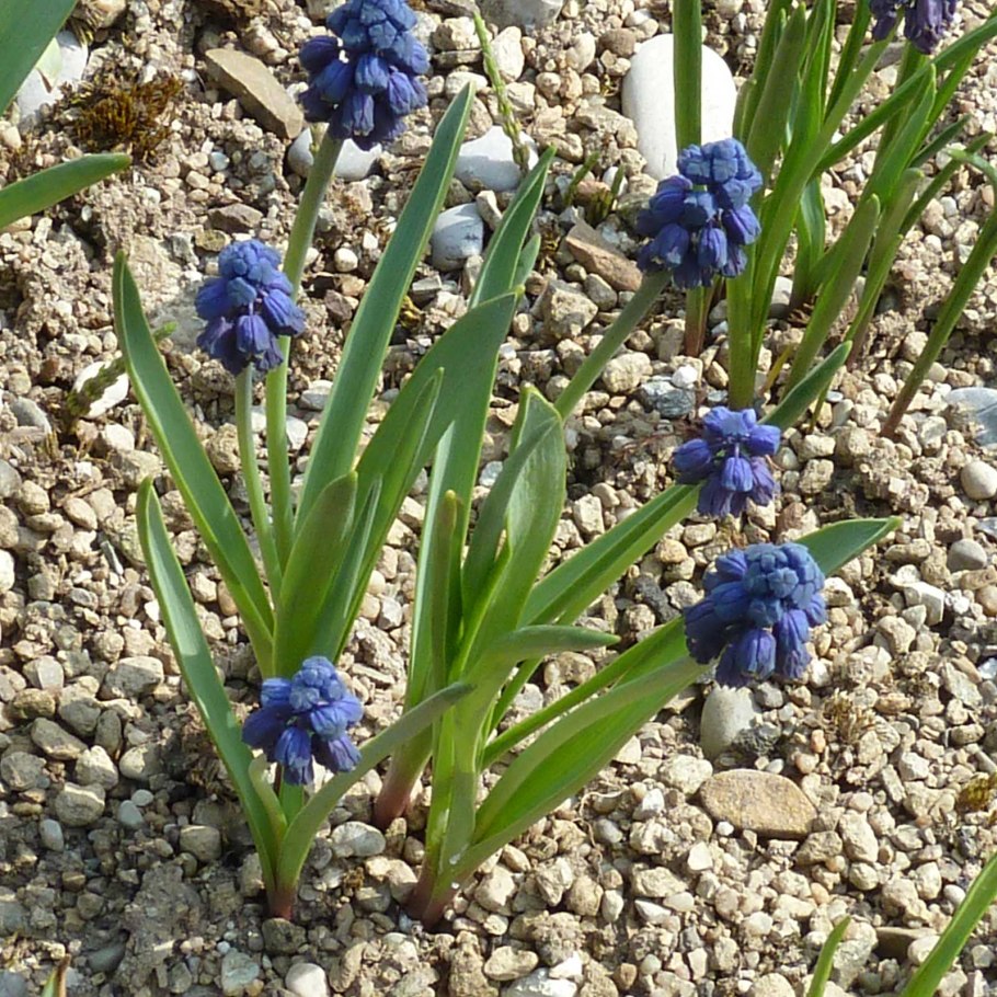 Бельвалия густоцветковая