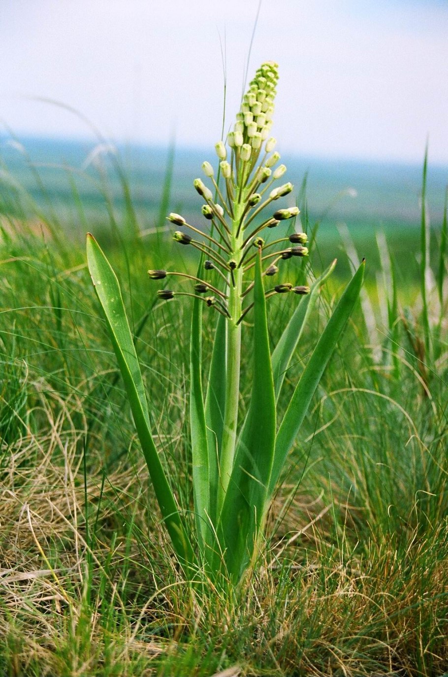 Бельвалия великолепная