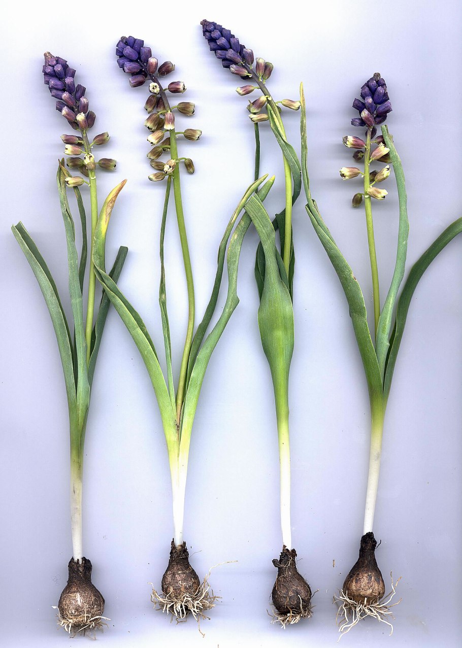 Bellevalia sessiliflora