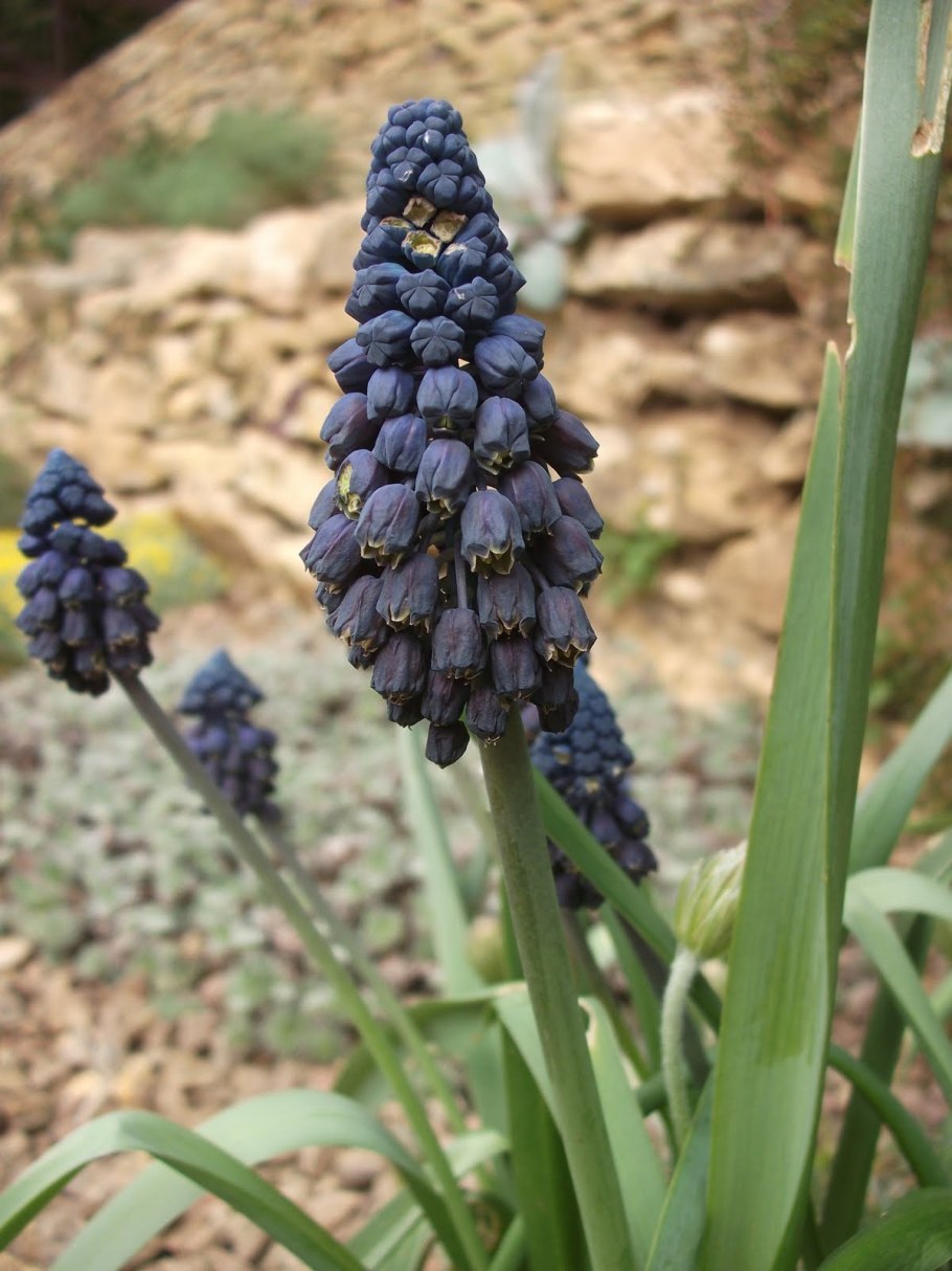 Бельвалия густоцветковая