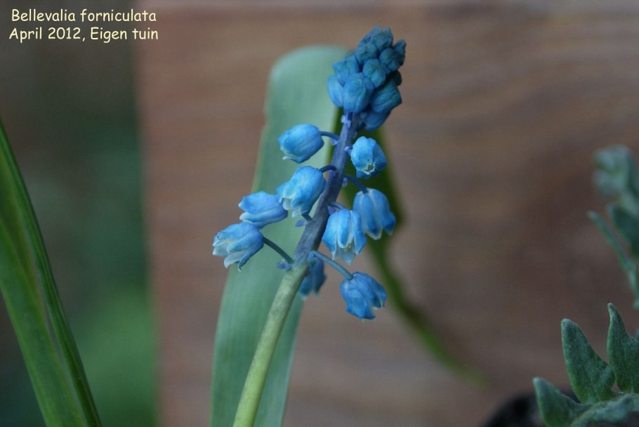 Бельвалия длинностолбчатая