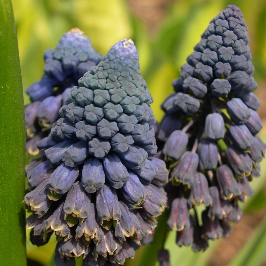 Bellevalia pycnantha