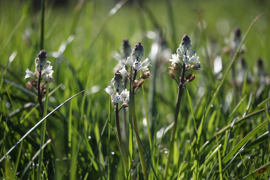 Бельвалия великолепная
