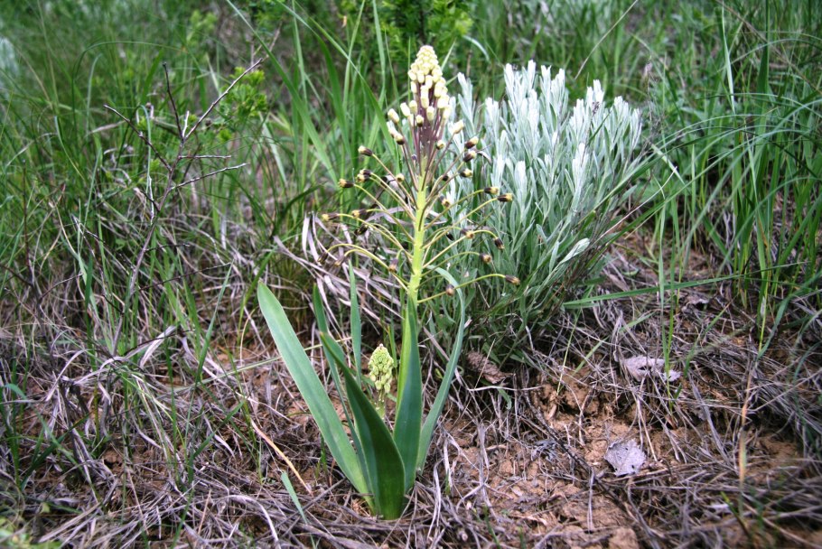 Бельвалия густоцветковая