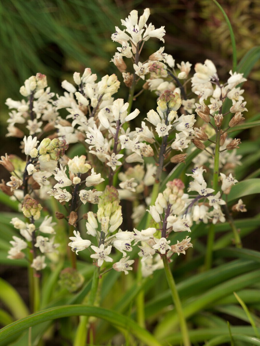 'Bellevalia forniculata"