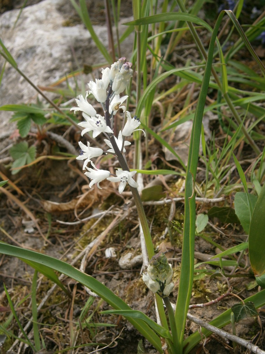 Бельвалия густоцветковая