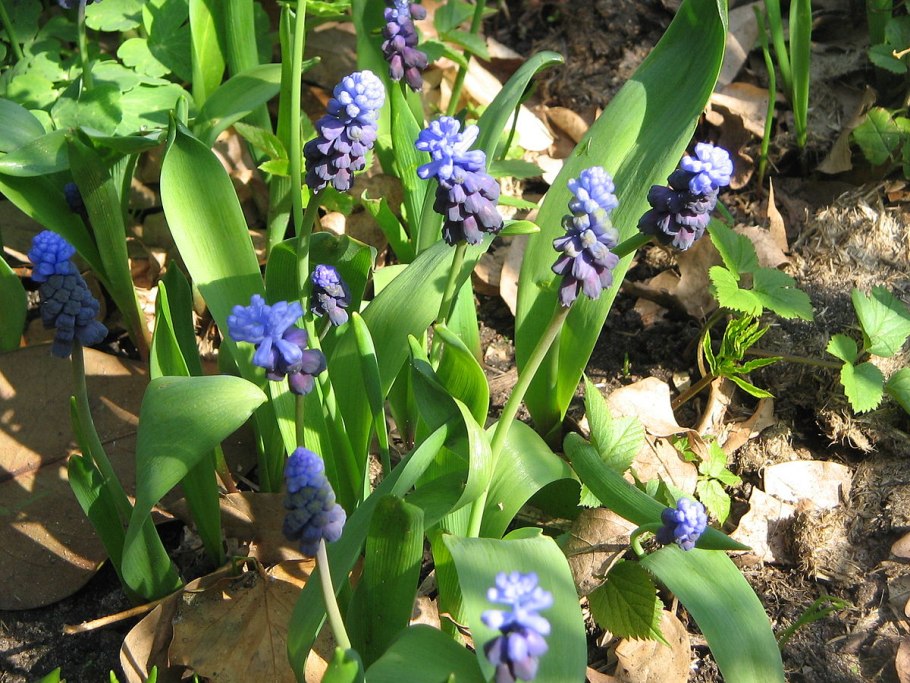 Bellevalia hyacinthoides