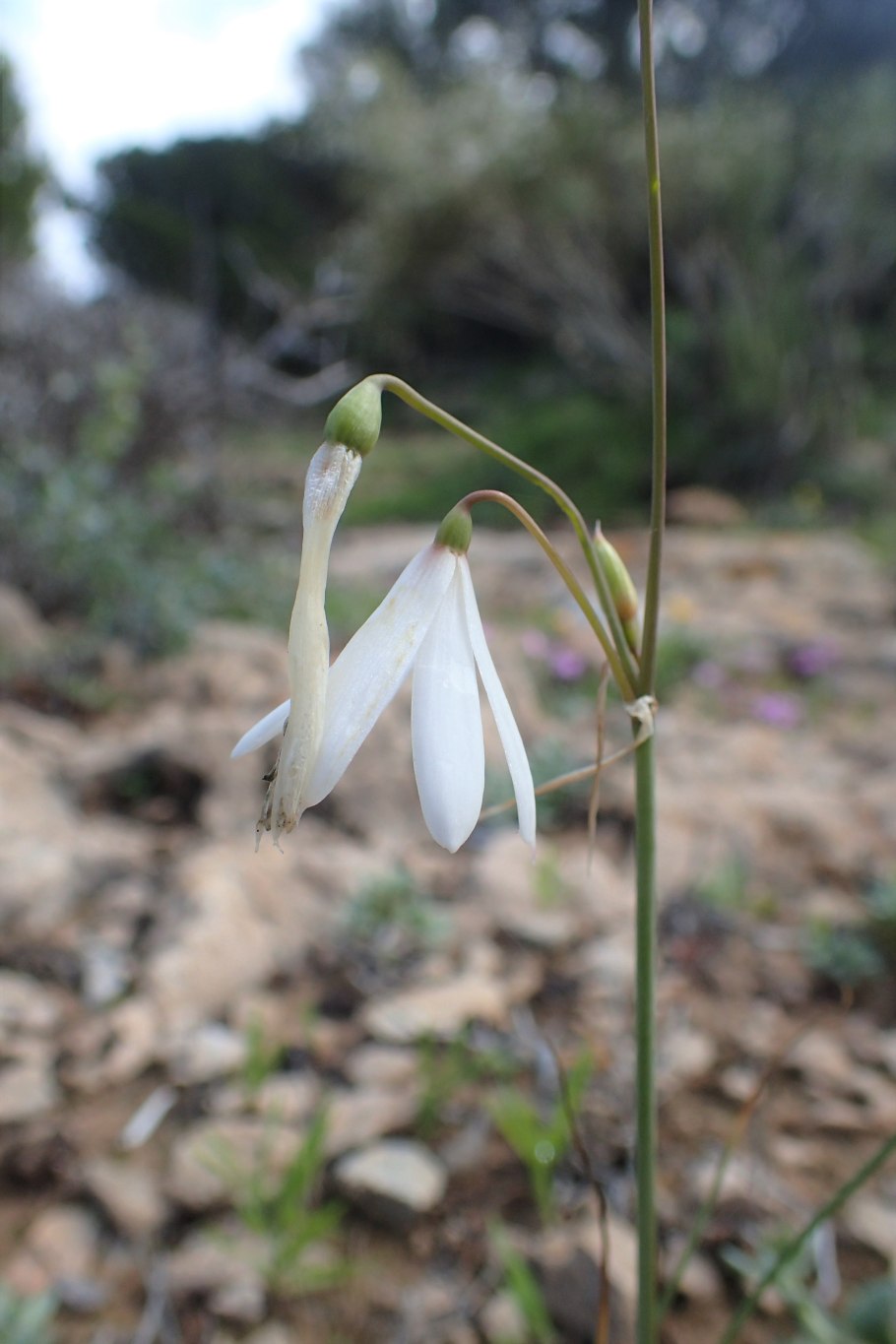 Белоцветник (Leucojum autumnale) i