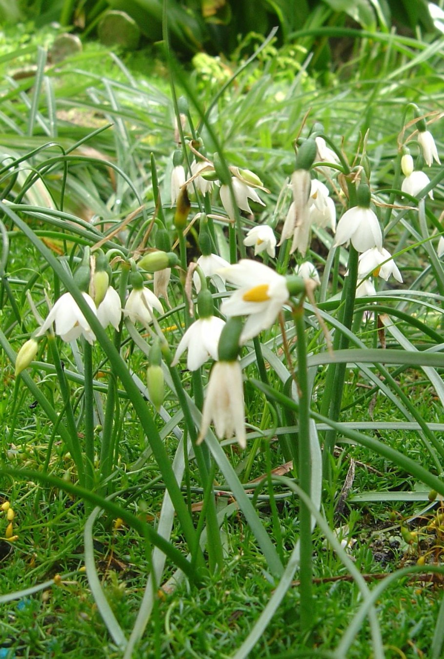 Handelia trichophylla