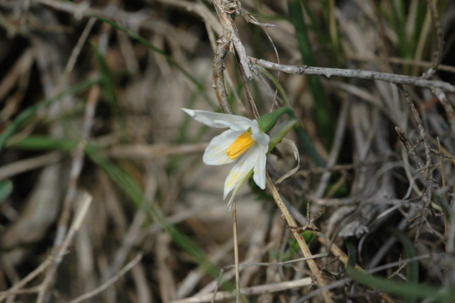 Acis autumnalis
