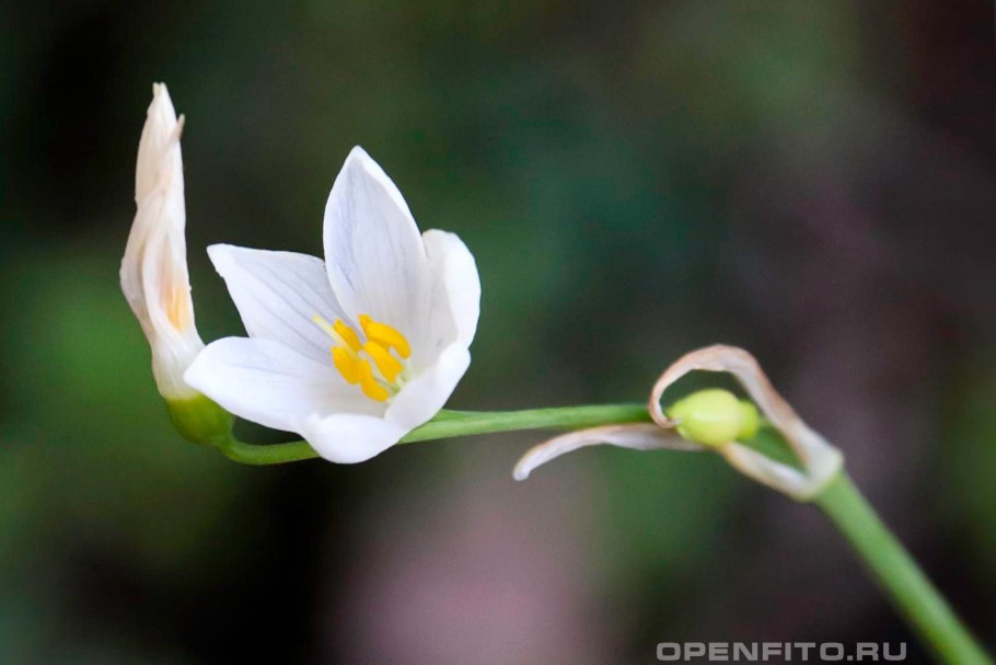 Ацис длиннолистный