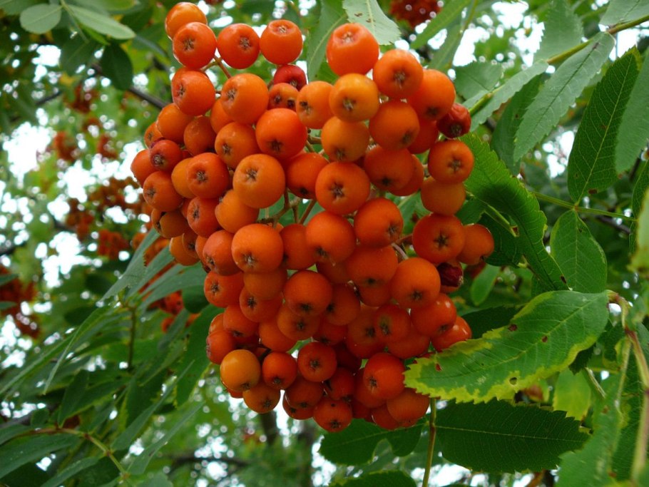 Рябина Вефед фото