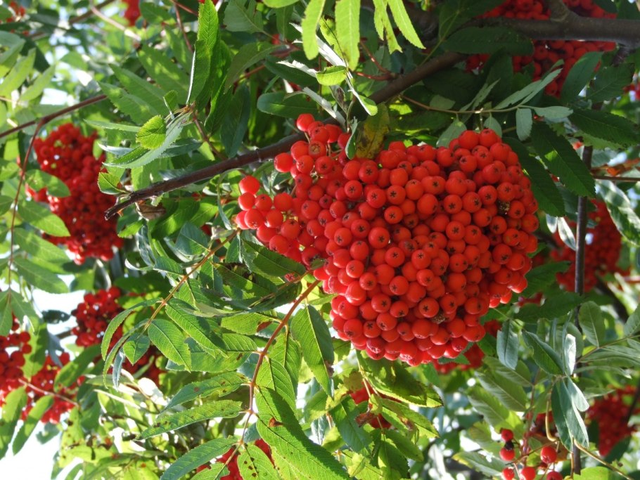 Sorbus wilfordii