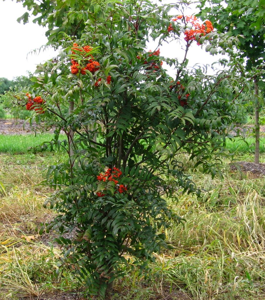 Рябина в Америке