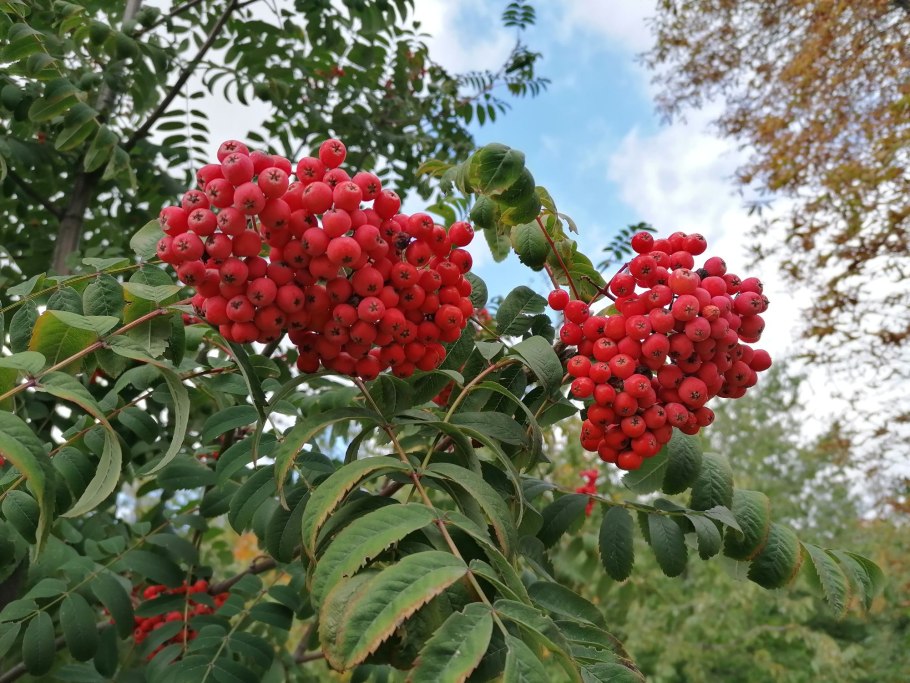 Рябина Сибирская кустарник