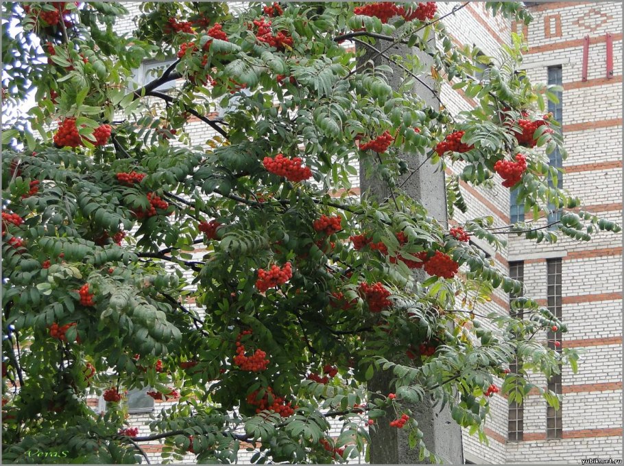 Рябина обыкновенная fifeana