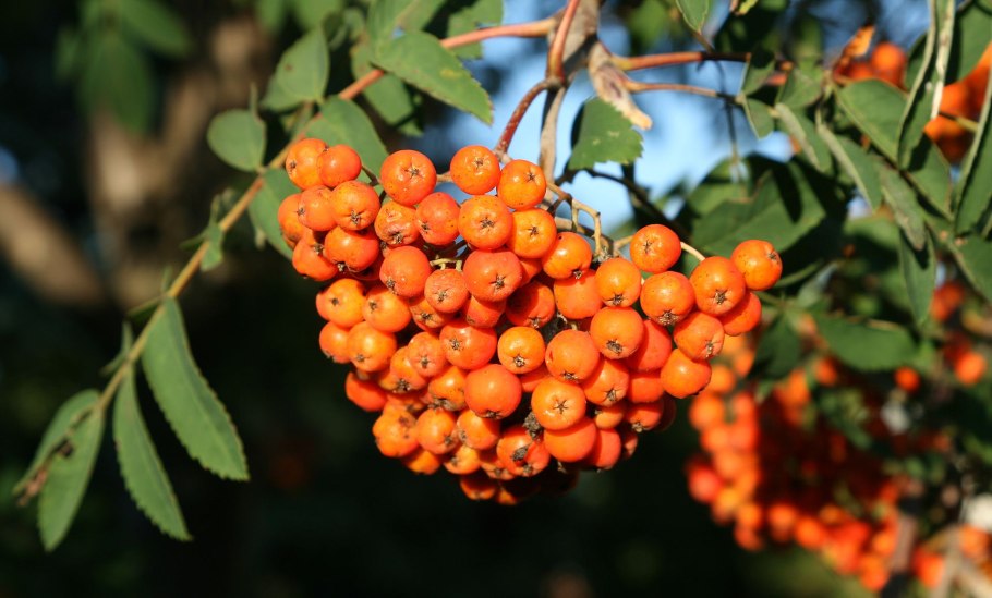 Sorbus Americana