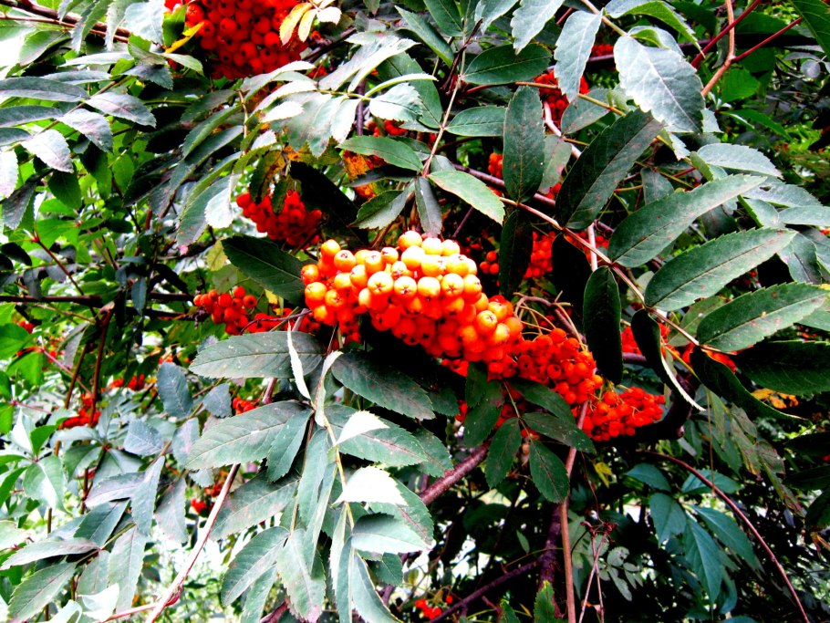 Рябина Невежинская высота