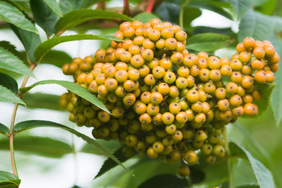 Рябина американская дерево