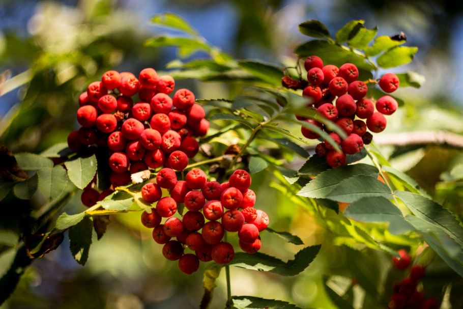 Рябина обыкновенная  вефед