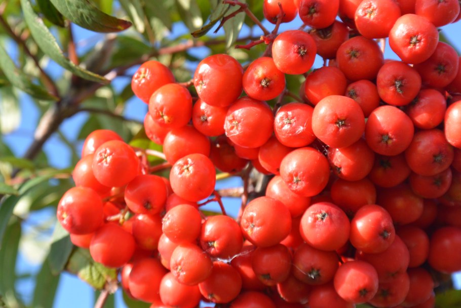 Праздник рябины