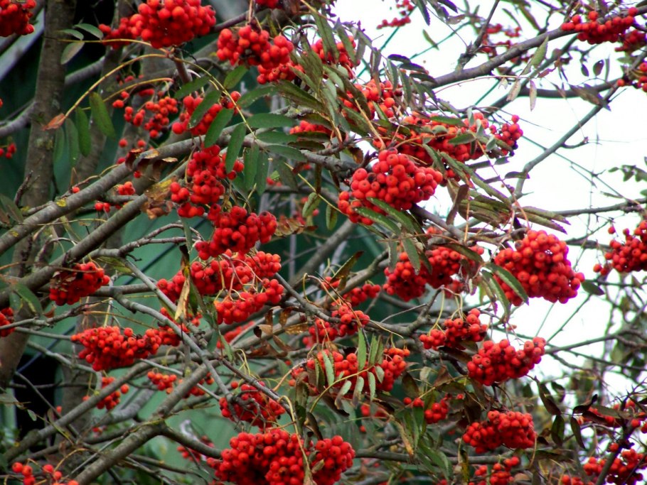 Sorbus albovii Zinserl