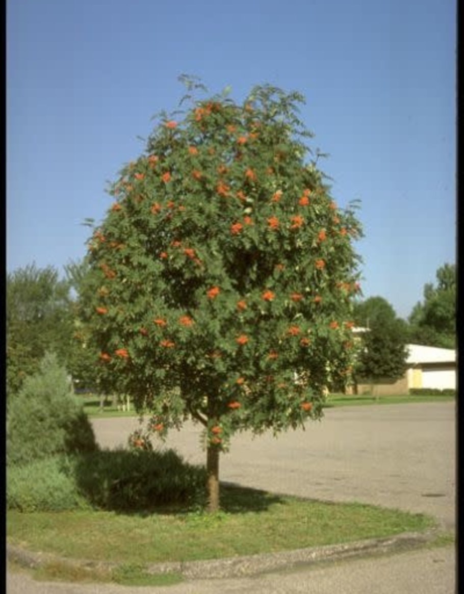 Рябина падуболистная