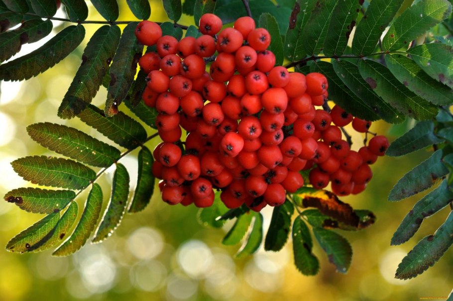 Рябина обыкновенная Sorbus aucuparia