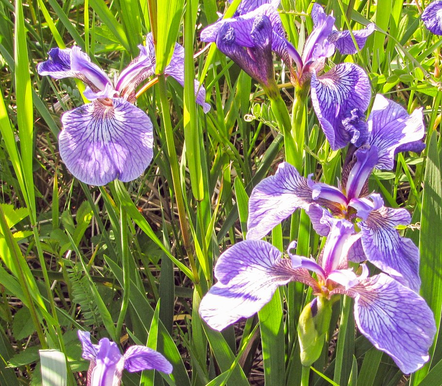 Касатик гладкий интересные факты