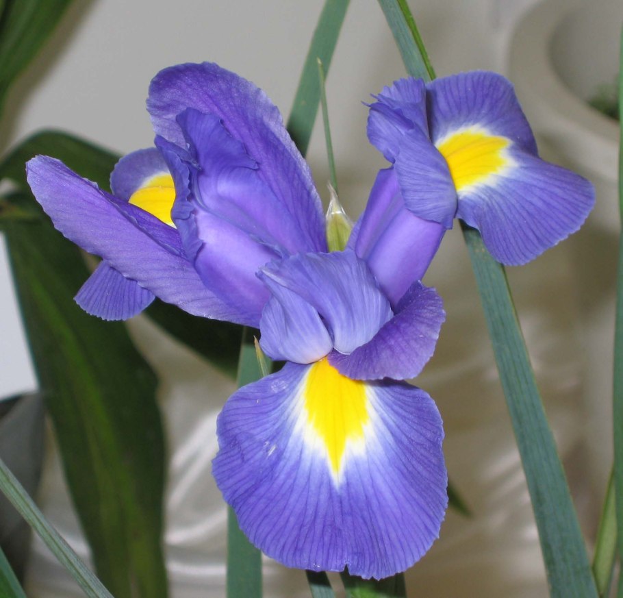 Ирис Hong Kong 10шт купить