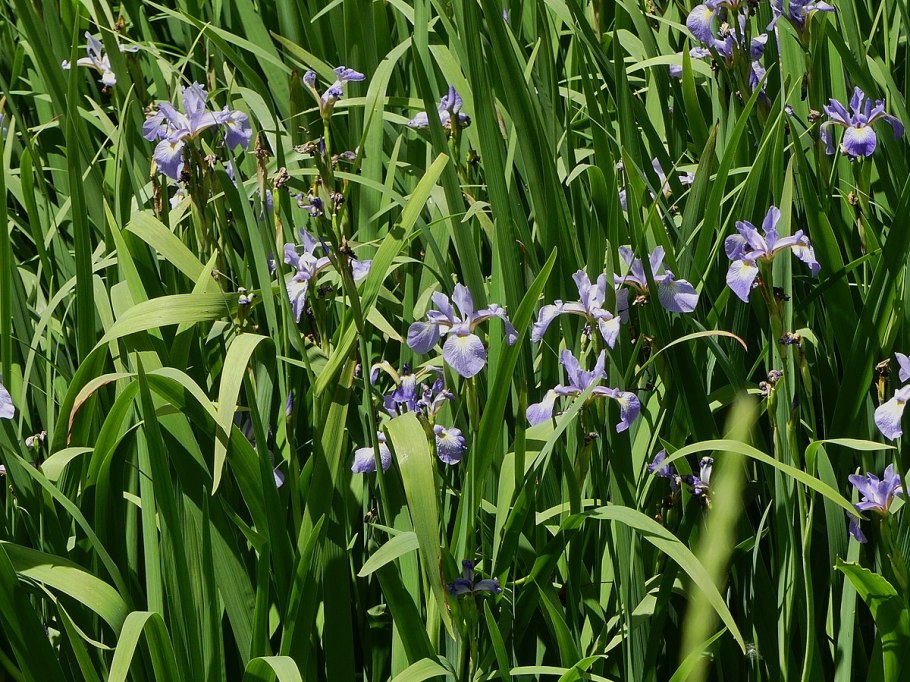 Ирисы virginica