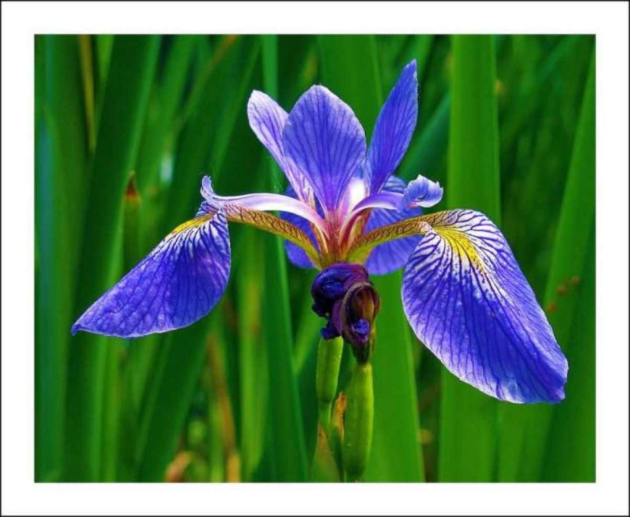 Ирис гребенчатый--Iris cristata