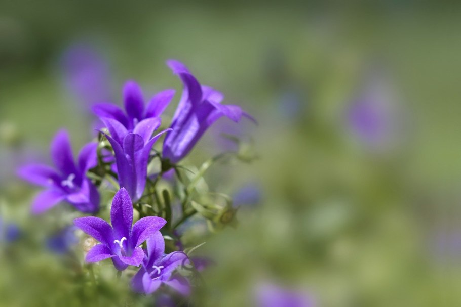Campanula Bononiensis