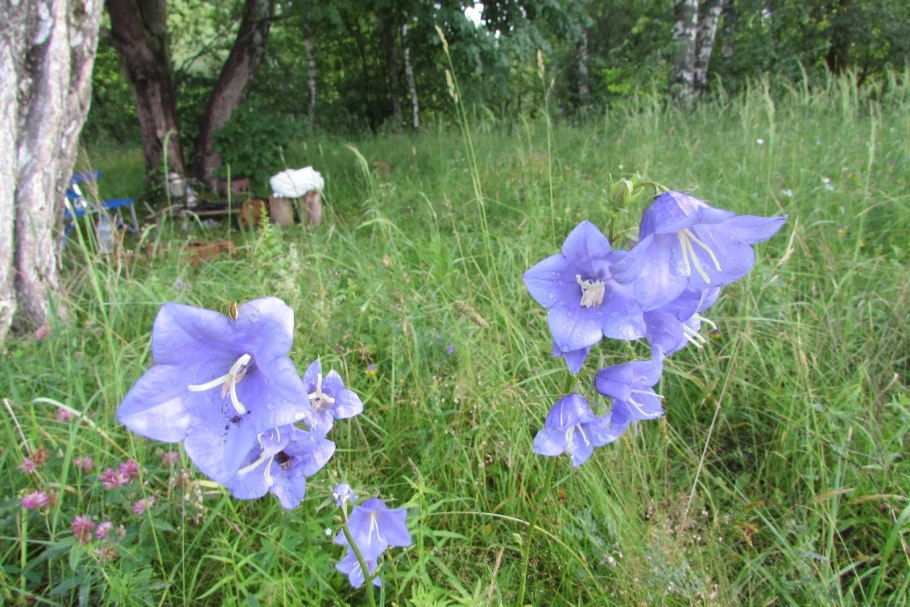 Колокольчик Болонский Campanula Bononiensis