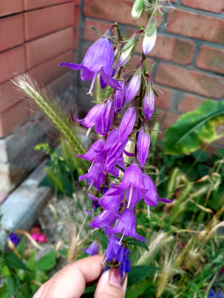 Соцветия колокольчик Болонский