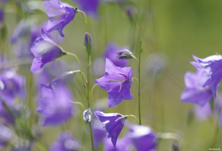 Колокольчик узколистный