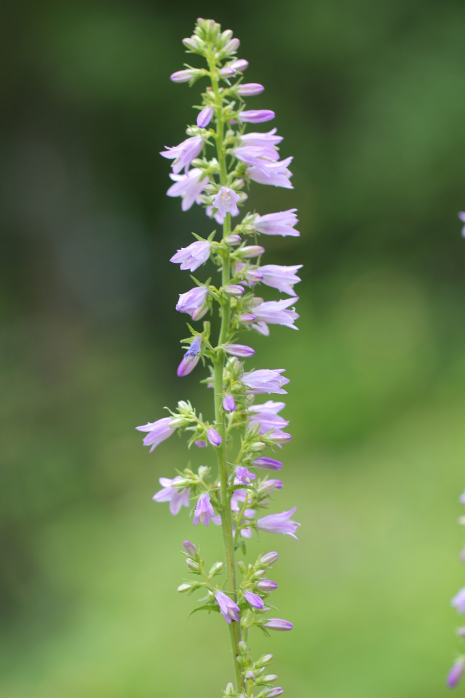 Колокольчик Болонский красная книга