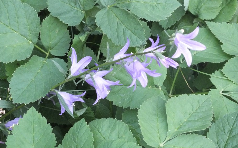 Колокольчик Пожарского Портеншлага