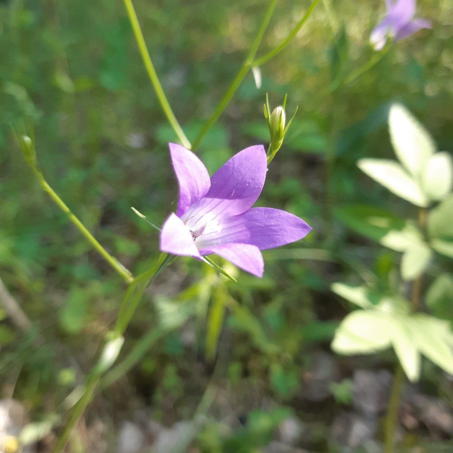 Колокольчик широколистный многолетний